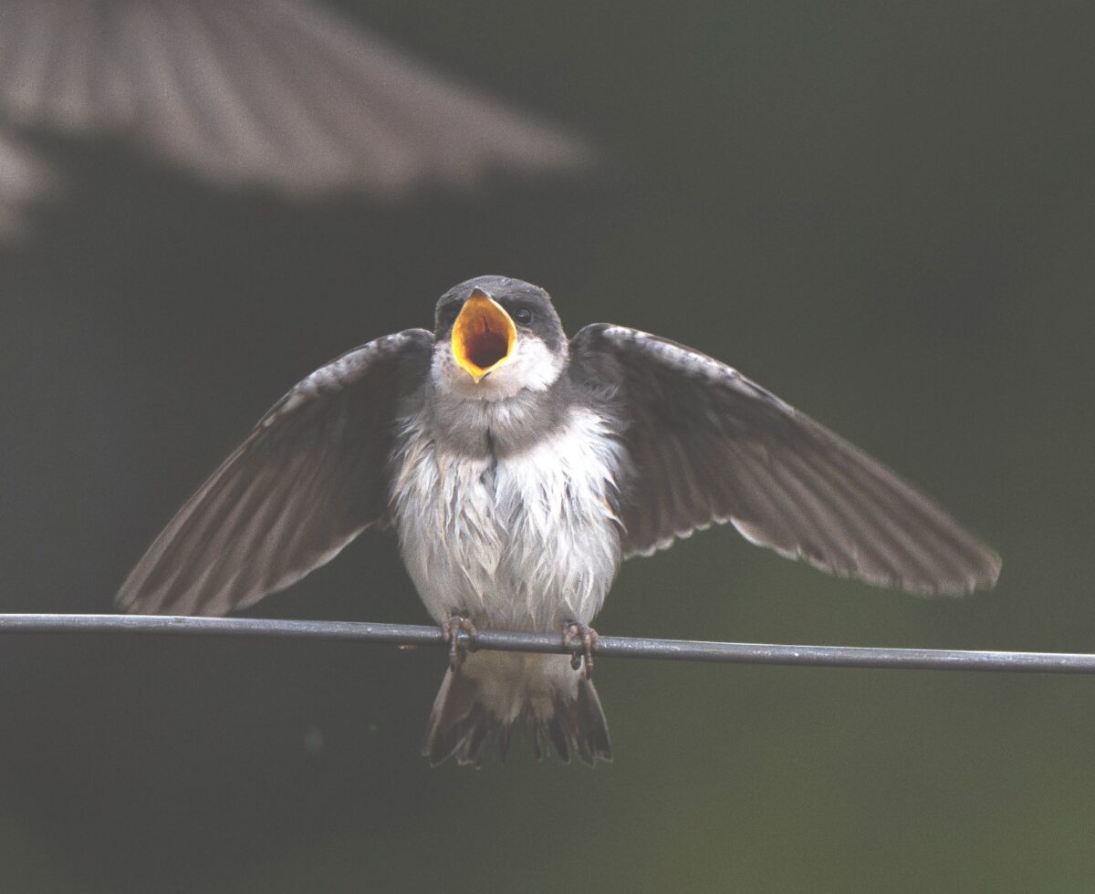 Spring Fledging Young Birds Spring to Life at Morse Wildlife Preserve – Environmental ...